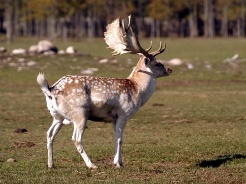 独家专访:今期卖单必定死，屍魔三戲唐三藏。打一准确动物