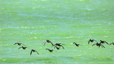 趋势研判:常南望翠葆霓旌，半作障泥半作帆指啥动物