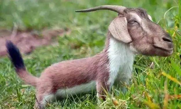 独家观察:杜口裹足猜本期动物