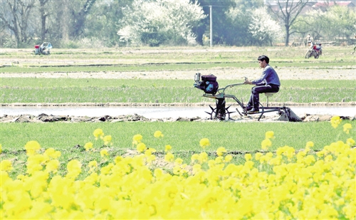 深度剖析:一年四季春为首，勤劳人家忙地头开过什么生肖