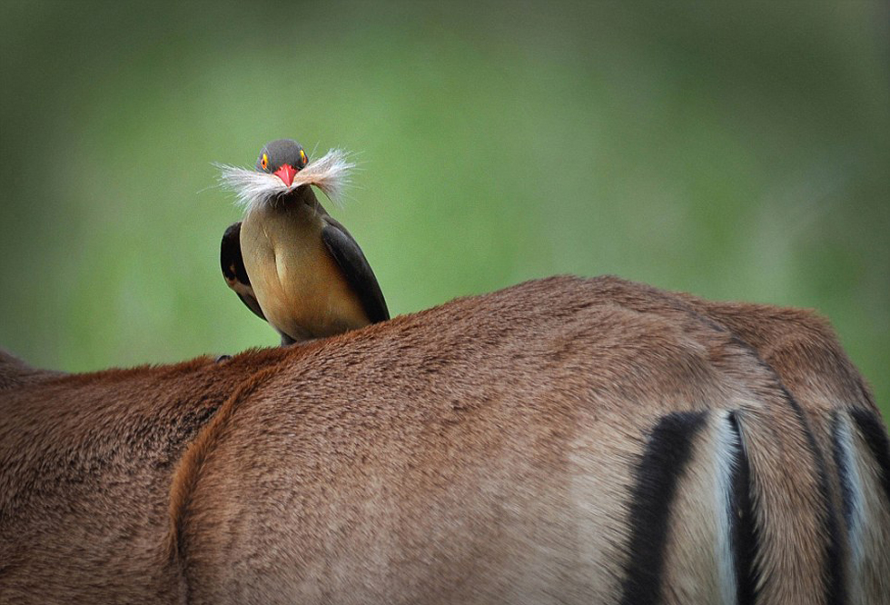 独家专访（三八与九当头数）本期动物
