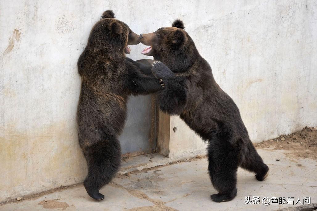 专家解析:欲钱买忠厚老实的动物，欲钱看西游记第一回。打一最佳动物