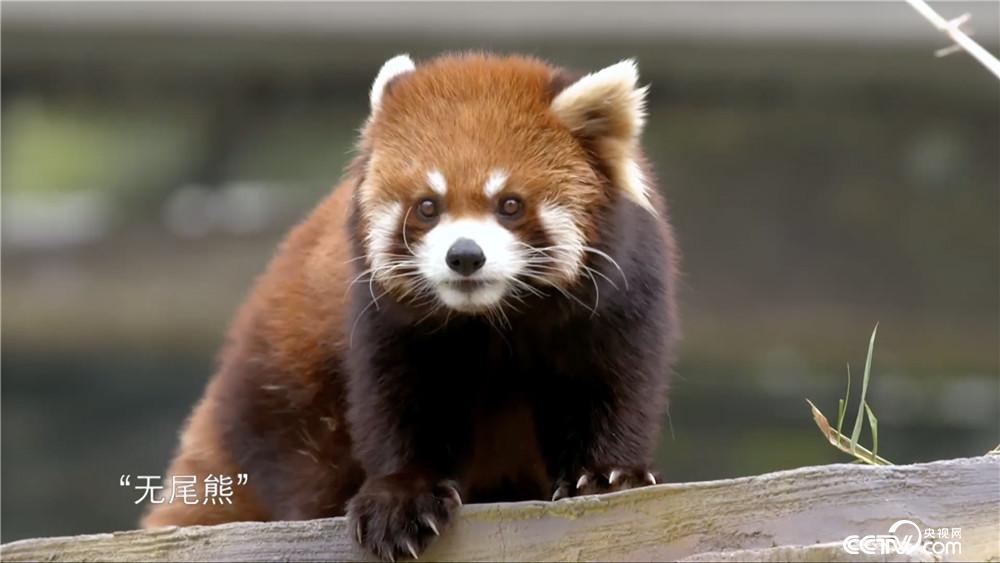 观点输出:买八一定能发财，一码吼三五有奖。猜本期动物