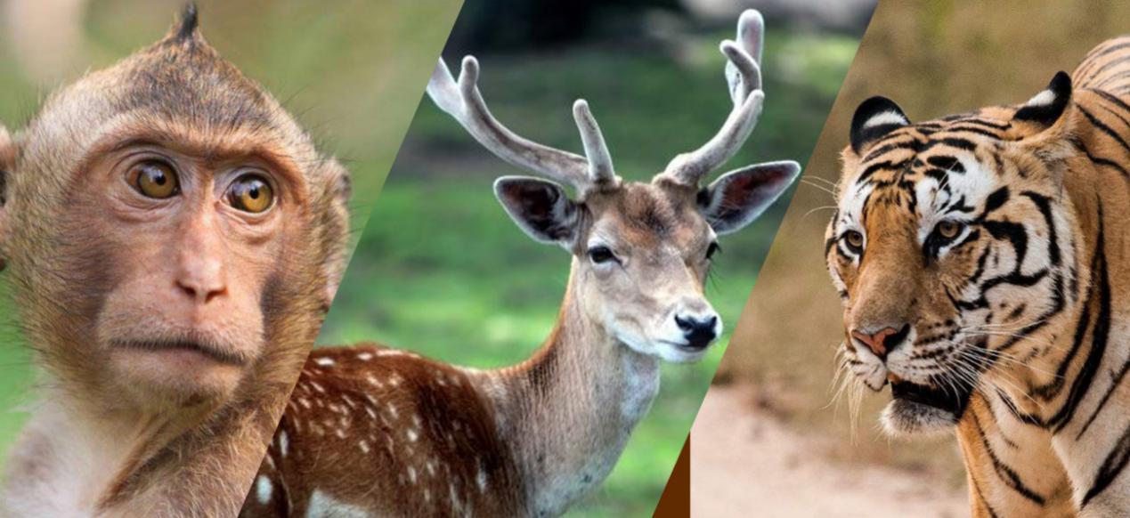 特讯（风回五两月逢三）比喻什么动物