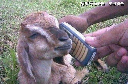 独家观察:杜口裹足猜本期动物