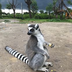 行家点评:技巧敏捷对应那种动物