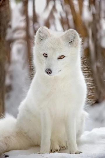 独家专访:欲钱买忠厚老实的动物，欲钱看西游记第一回。代表什么动物