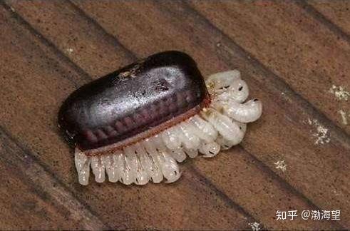 圈内解读:胎生卵孵口含毒，十七山色四五看猜一准确数字