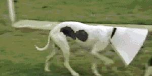 观点输出:欲钱买忠厚老实的动物，欲钱看西游记第一回。打一最佳生肖