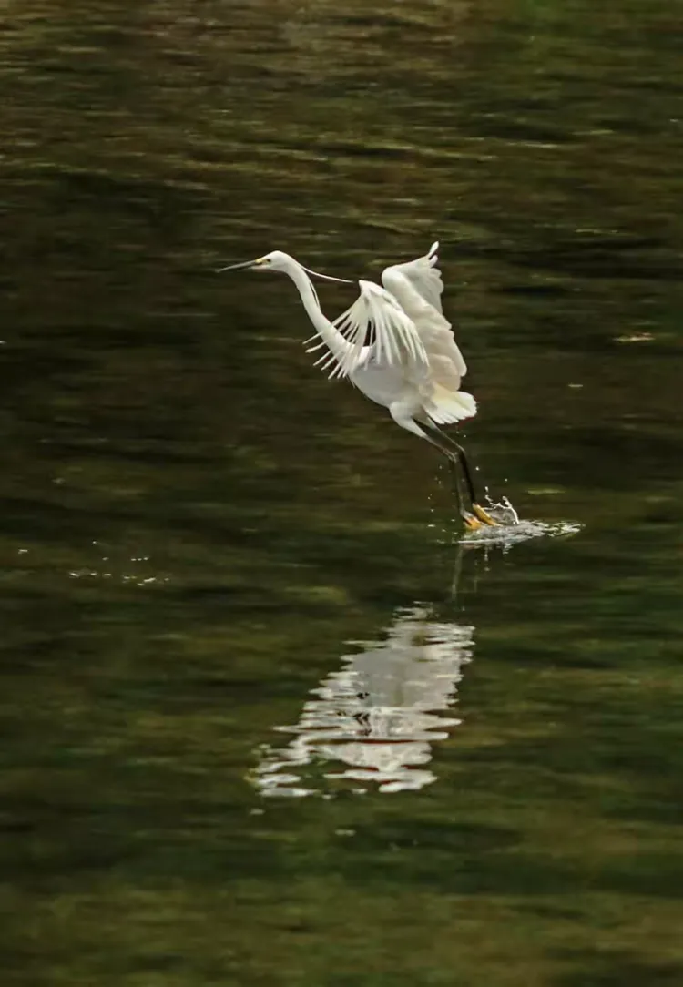 特讯:三径清风似水流打一最佳动物