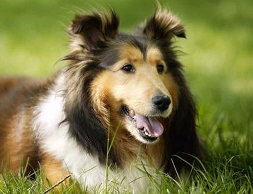 观点输出:找朋狗友的生肖指打代表一最佳什么生肖