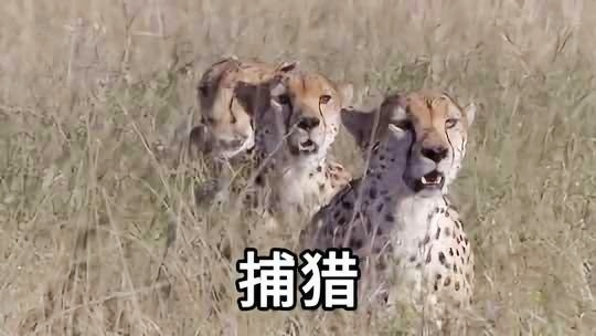 业内点评（声东击西）打一动物