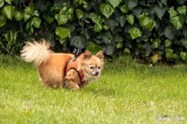 专家解析:鸡飞狗跳是打什么最佳精准生肖