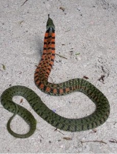 专家解析:今期虎狗蛇出特，醒心弦里春无极打一准确动物