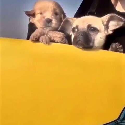 条理讲解:四海为家本期动物