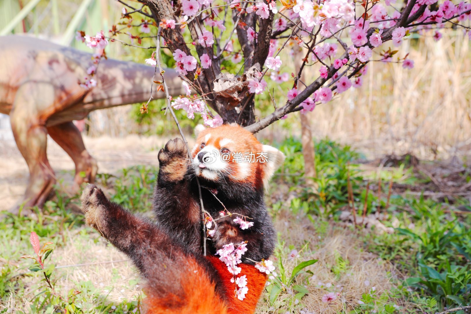 行家点评:灿烂夺目本期动物