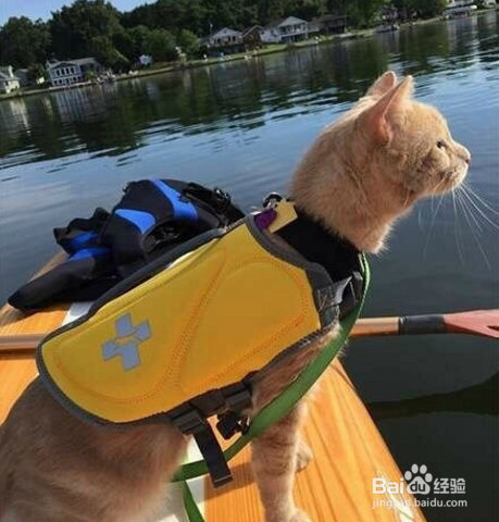 条理讲解:四海为家本期动物