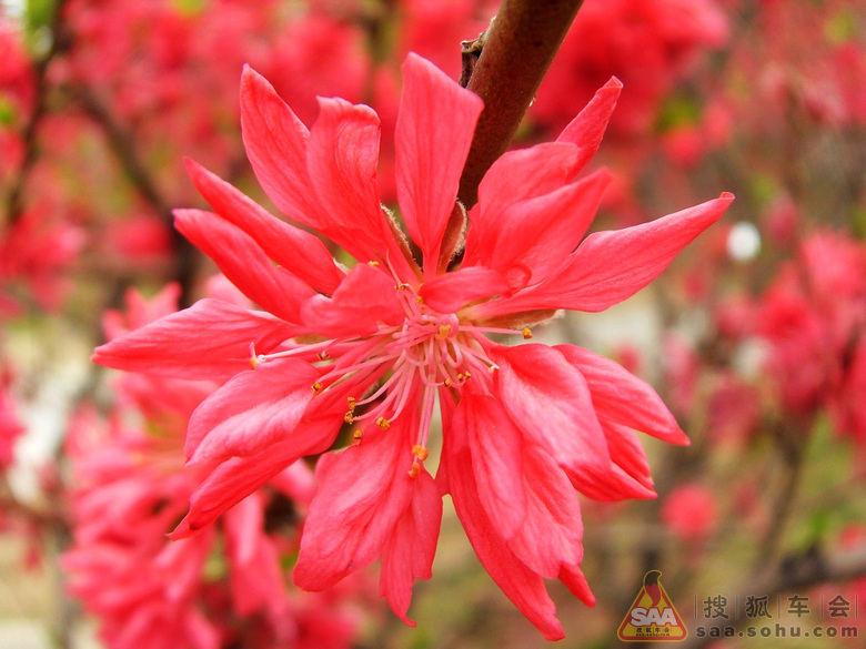 一手资讯:一年四季春为首，勤劳人家忙地头打一准确动物