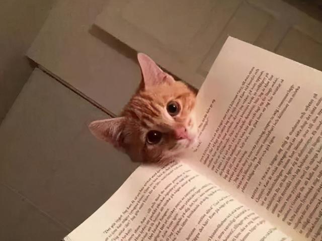 特讯:战鼓声声震碧天，忠心报主过一生打一准确动物