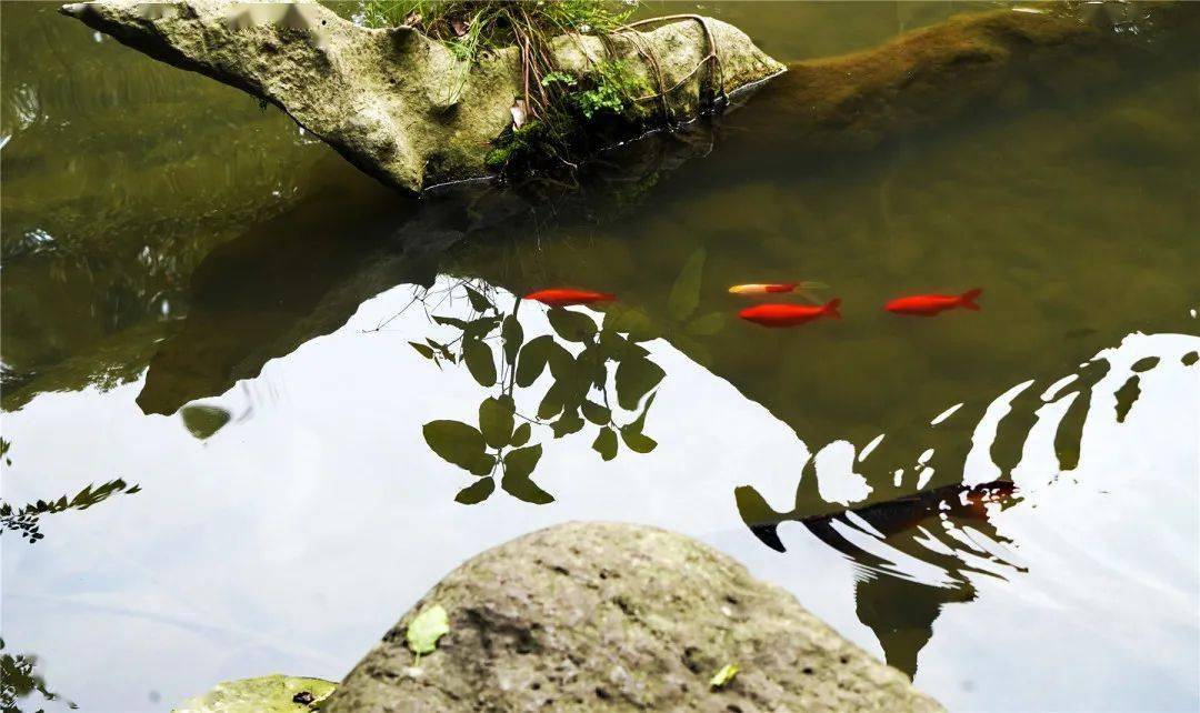 技术阐释:三径清风似水流猜一准确动物