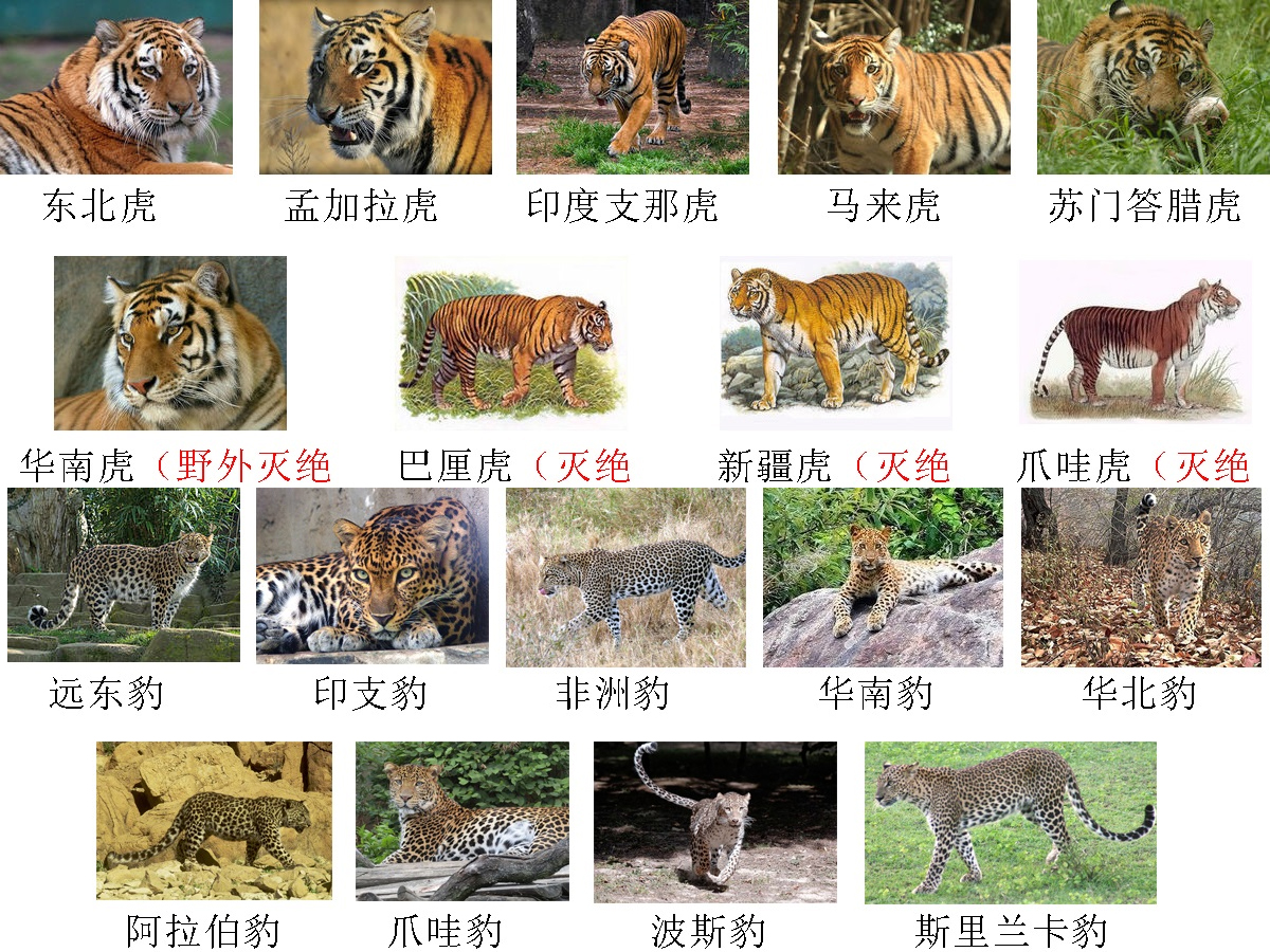 独家视点（楊门女將）代表什么动物