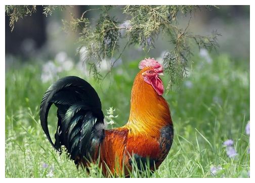 专家解析:鸡飞狗跳是打什么最佳精准生肖