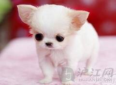 深度剖析（炯炯有神）比喻什么动物