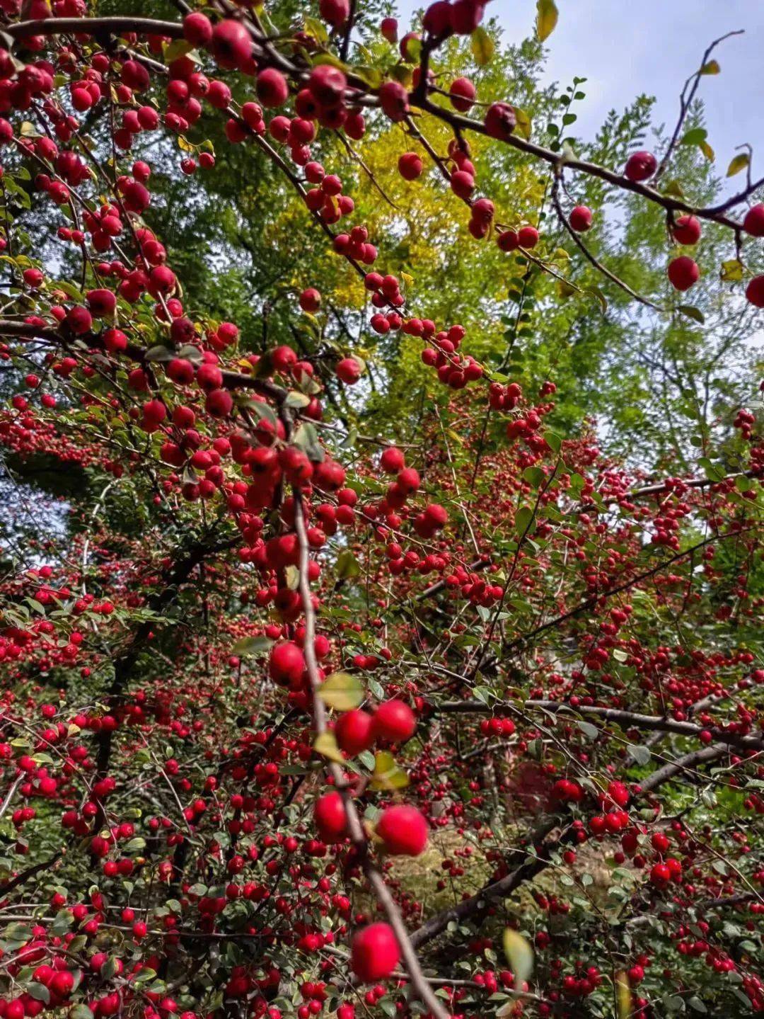 实战解析（绿树红果丰满收，桂花香来是佳人）猜指打个最佳精准代表哪一个生肖