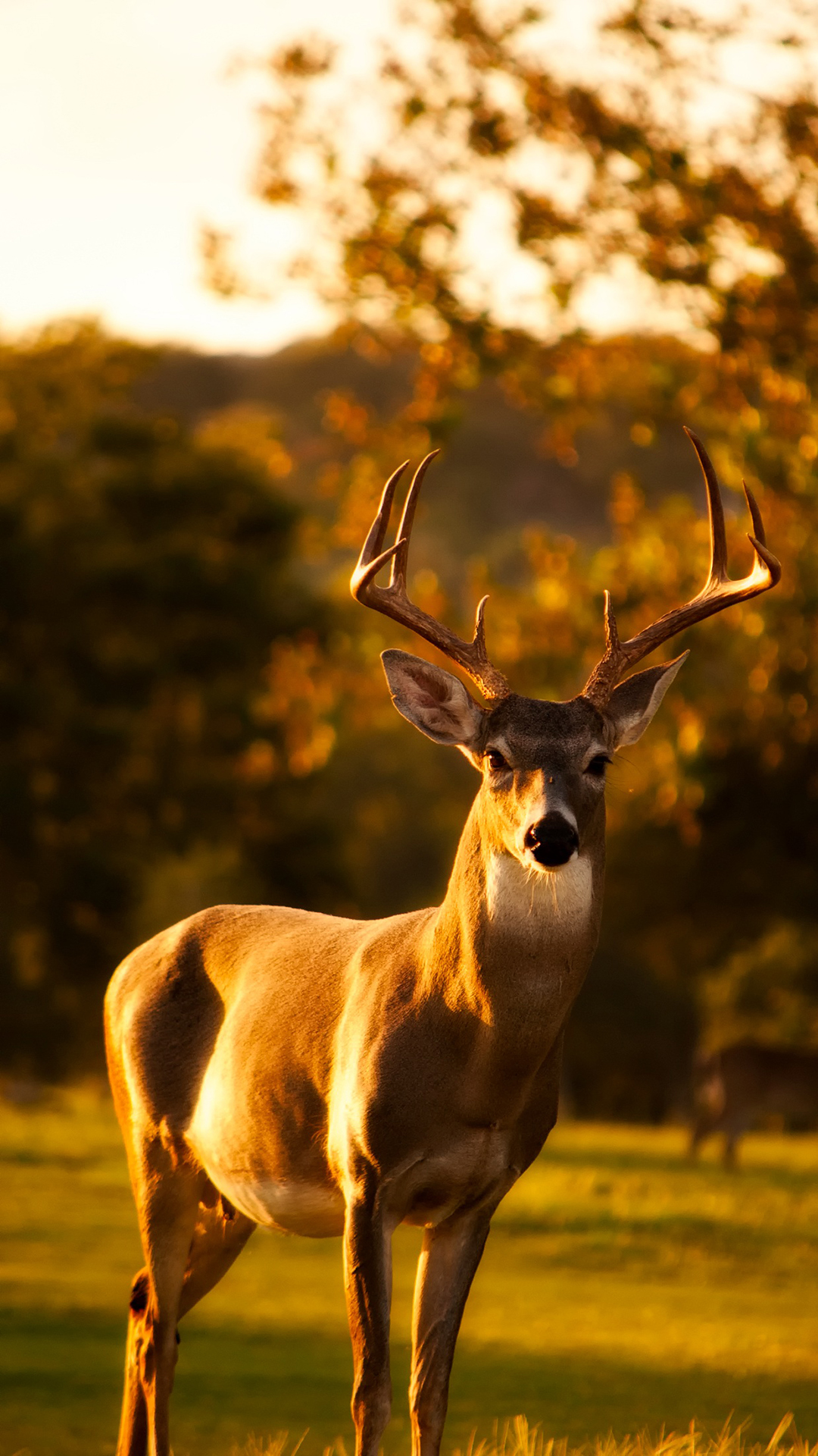 首发资讯:高处下望对应那种动物