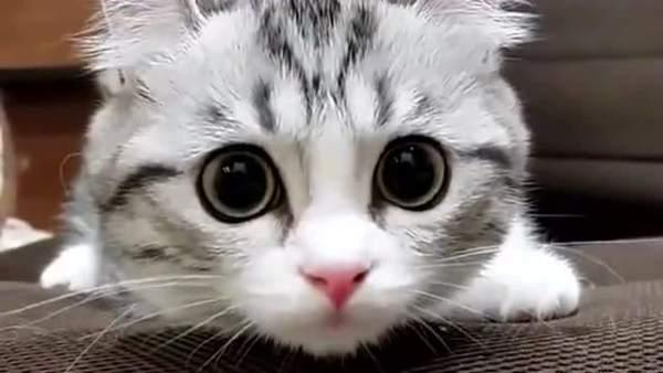 学术阐释（炯炯有神）代表什么准确生肖