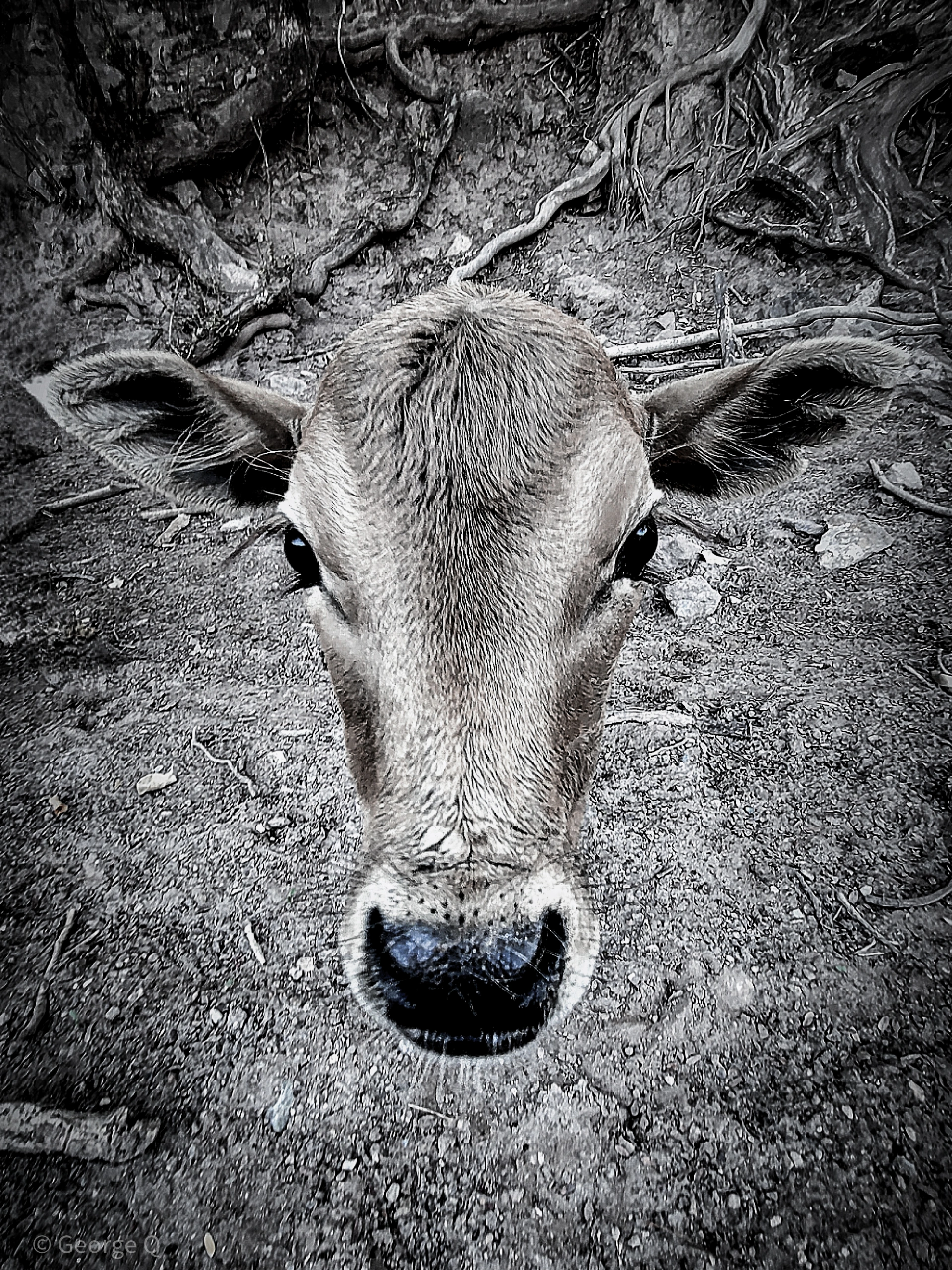 专家解析（愚公为什么不搬家？猜动物