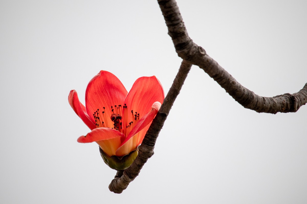 热点剖析（欲钱买花枝招展的动物）打一动物谜底