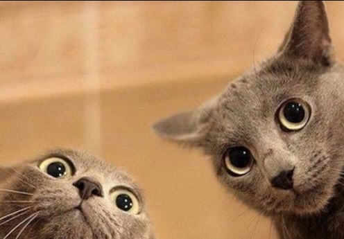 热点剖析:欲钱买四海为家的动物指啥动物