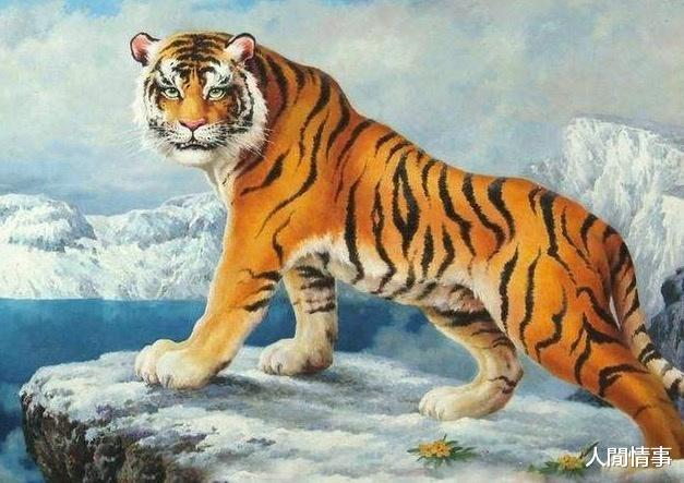 行家点评:欲钱买四海为家的动物打一准确生肖动物