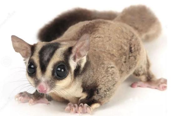 特讯（残窗夜月人何处）指什么动物