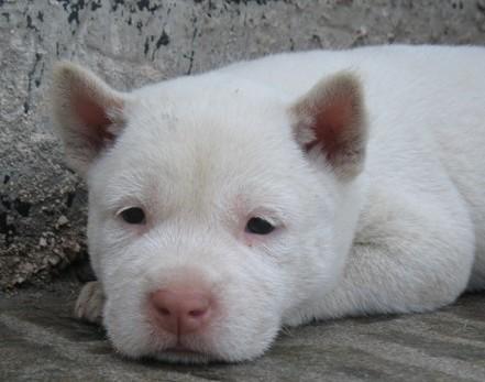 深度报道（猪狗不如）代表什么准确生肖