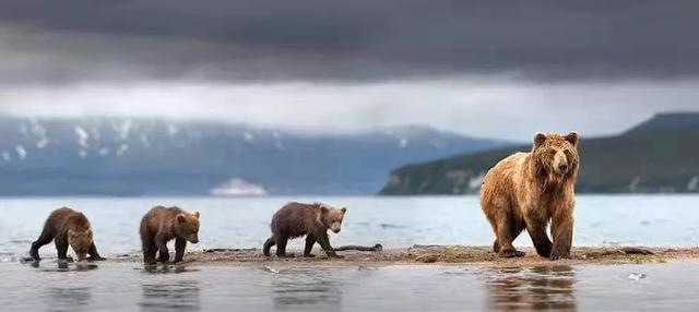 独家观察:四海为家对应那种动物