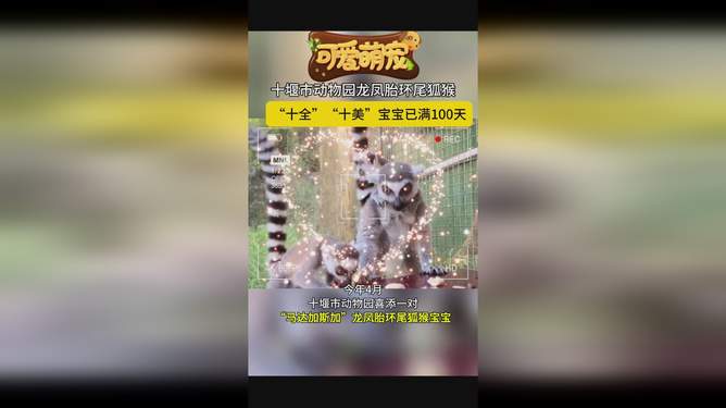 权威解读:十全十美代表什么动物