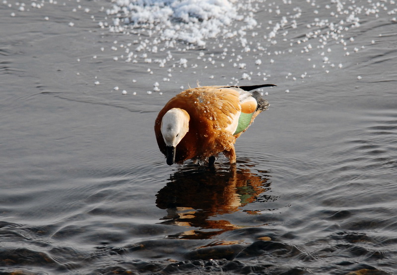 视角拆解:滴水成冰代表什么动物