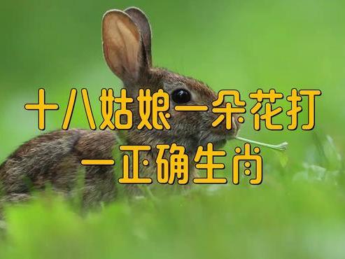 逐项解读:五颜六色景如画，十八姑娘一朵花代表什么准确生肖