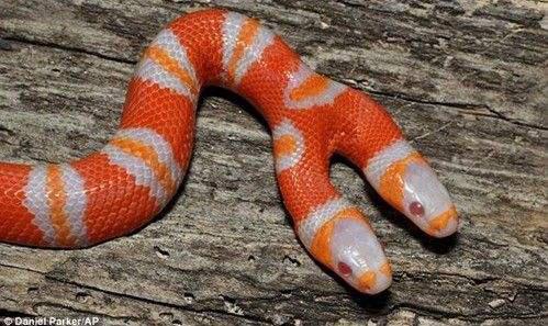 技术阐释:今期虎狗蛇出特，醒心弦里春无极打一准确动物