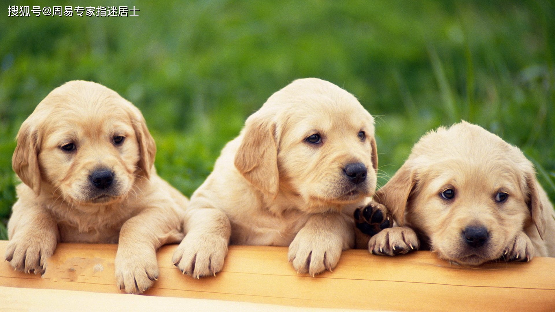 热点剖析:春风化雨润绿草，犬守家园夜不息猜一生肖
