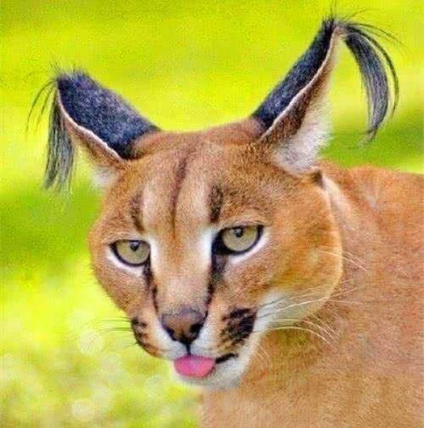 趋势研判:技巧敏捷打一准确动物