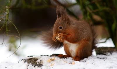 特讯（残窗夜月人何处）指什么动物
