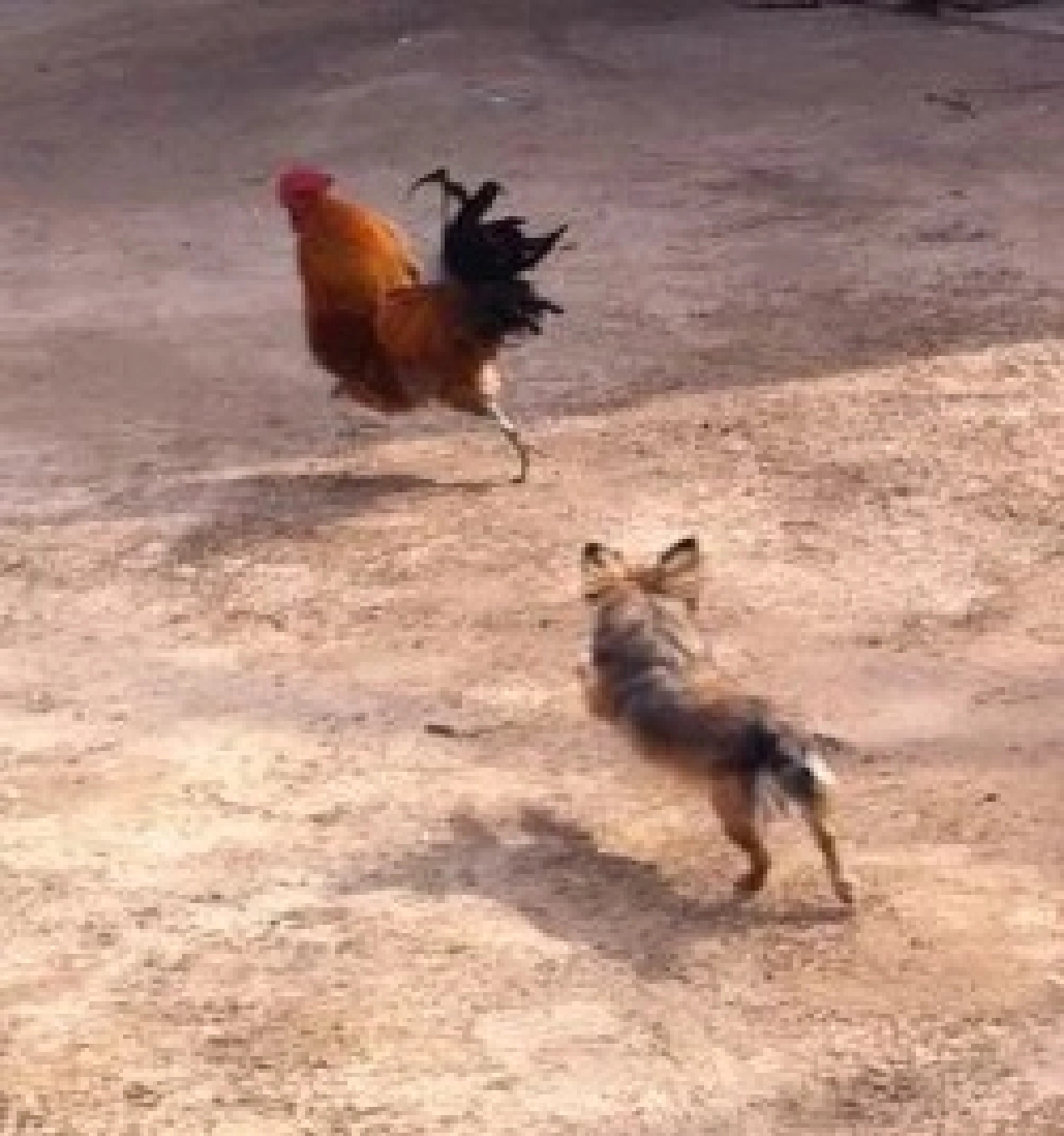 趋势研判:鸡飞狗跳最正确生肖