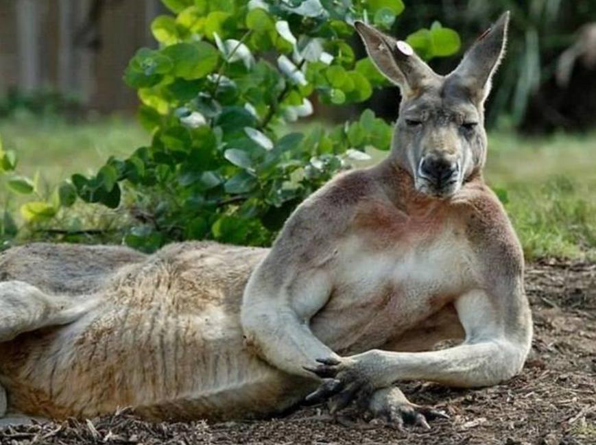 趋势研判（愚公为什么不搬家？比喻什么动物