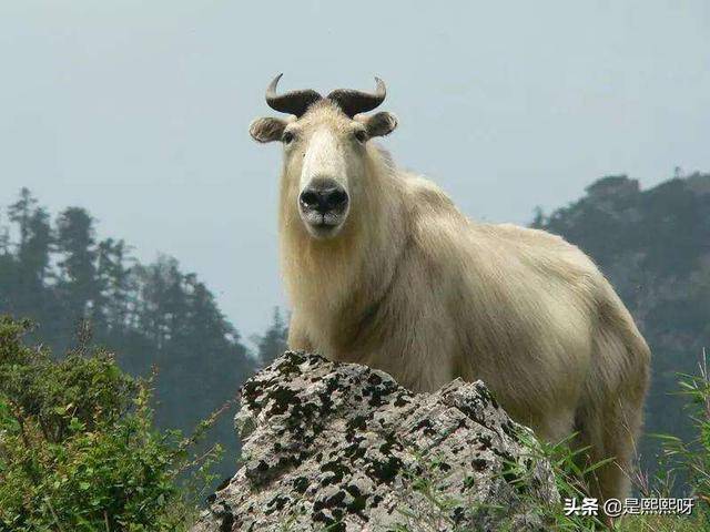 专家解析:十全十美打一准确动物