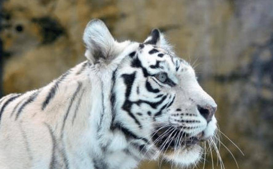 趋势研判:二二四四同跟生，四四六六南北财指什么动物