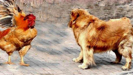 独家专访:主大僕大鷄狗升，莫怪四人隨富貴。打一准确生肖动物