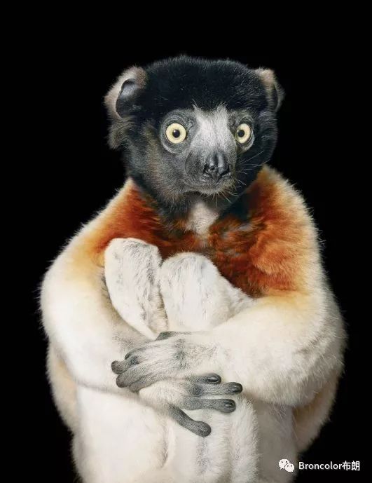 独家观察:杜口裹足猜本期动物